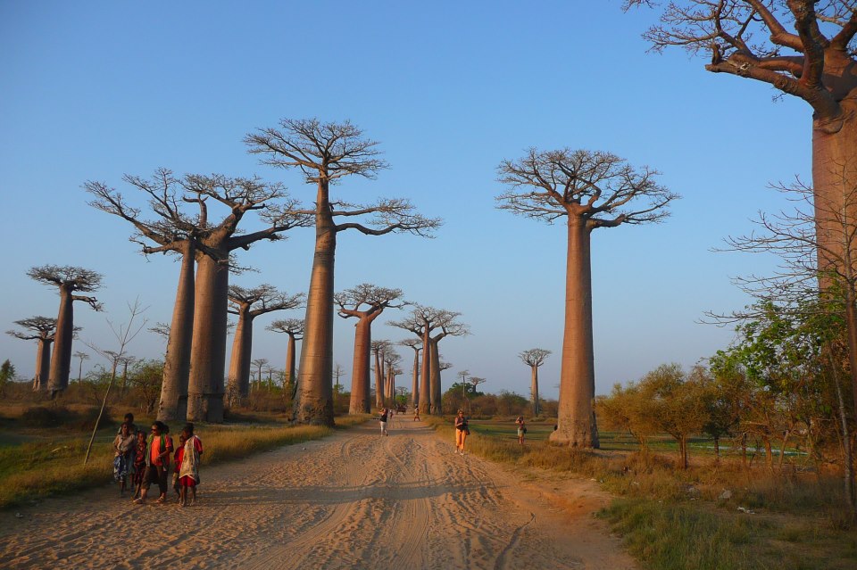 Madagascar baobab