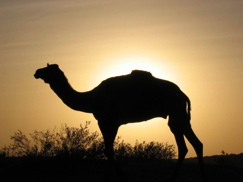chameau coucher de soleil inde