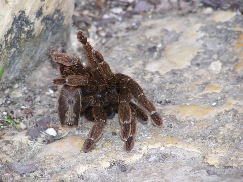 mygale mexique