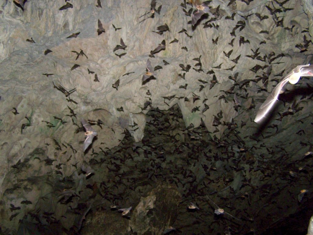chauve souris grotte