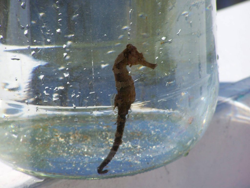 hippocampe