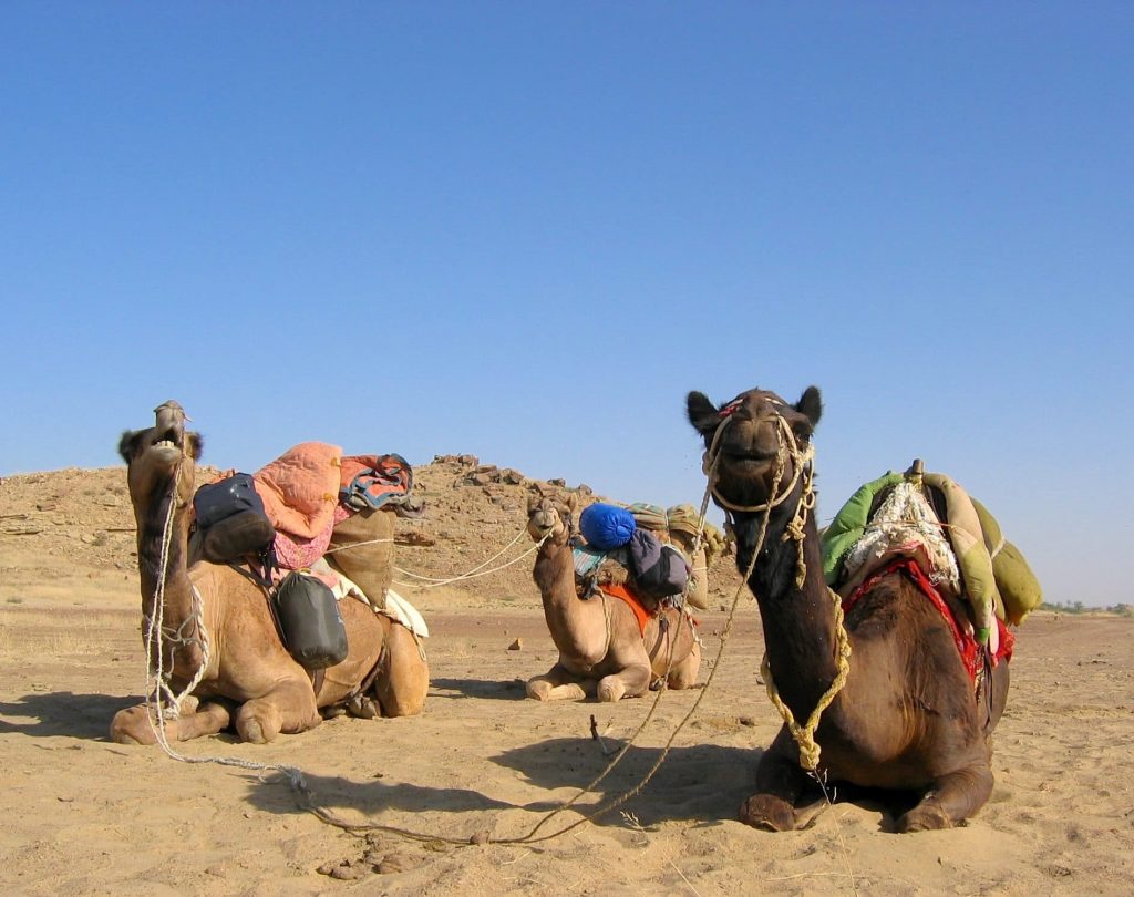 chameaux desert thar jaisalmer