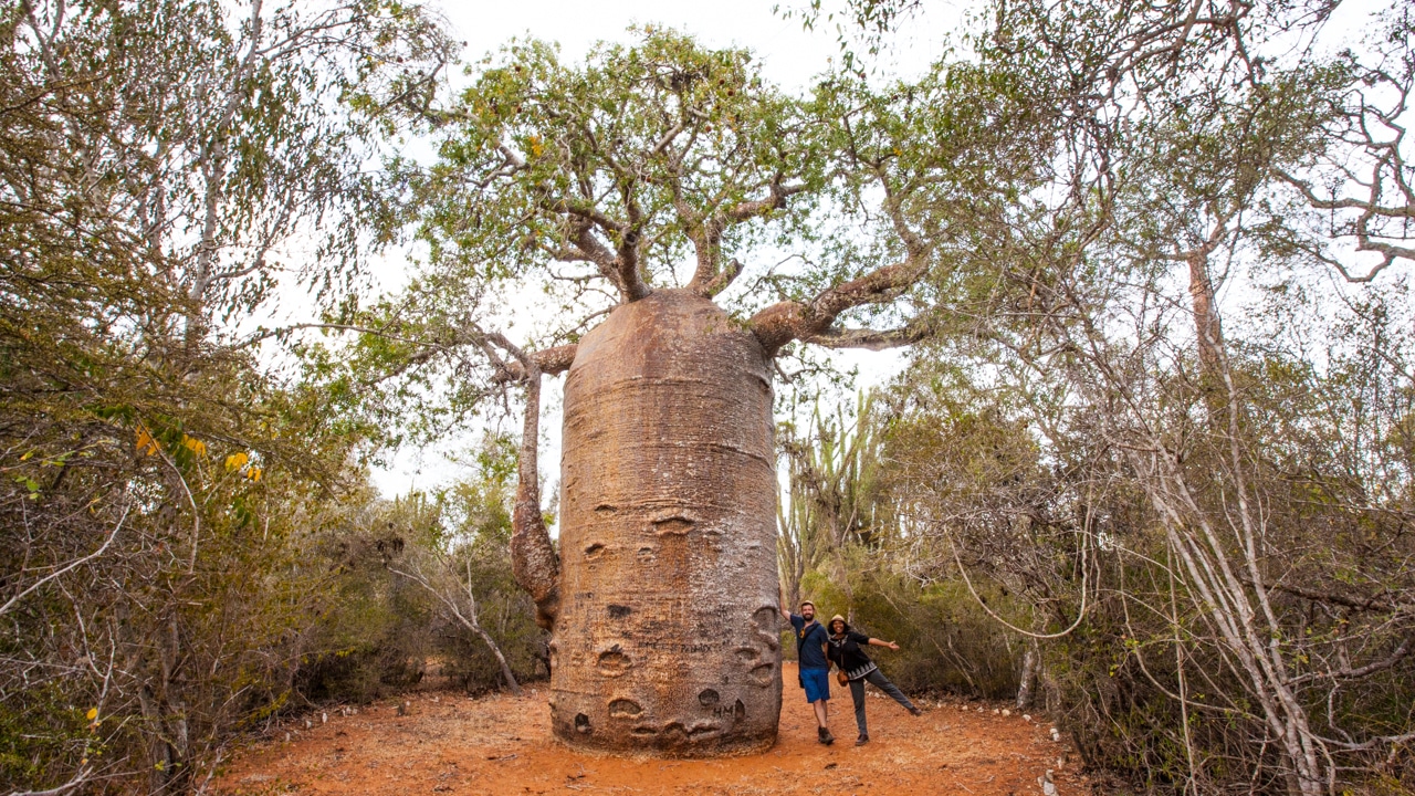 Baobab Madagascar