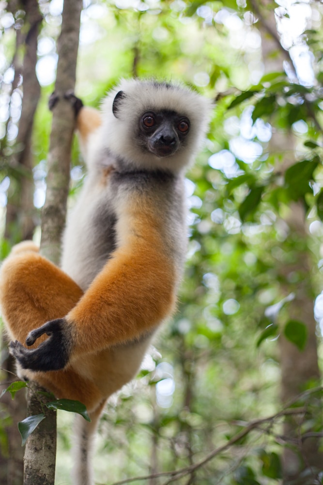 parc national d'Andasibe-Mantadia lémurien indri indri