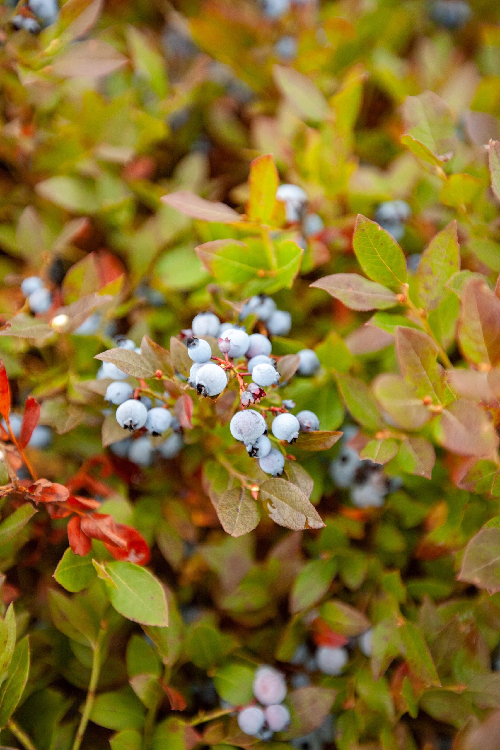 bleuets québec