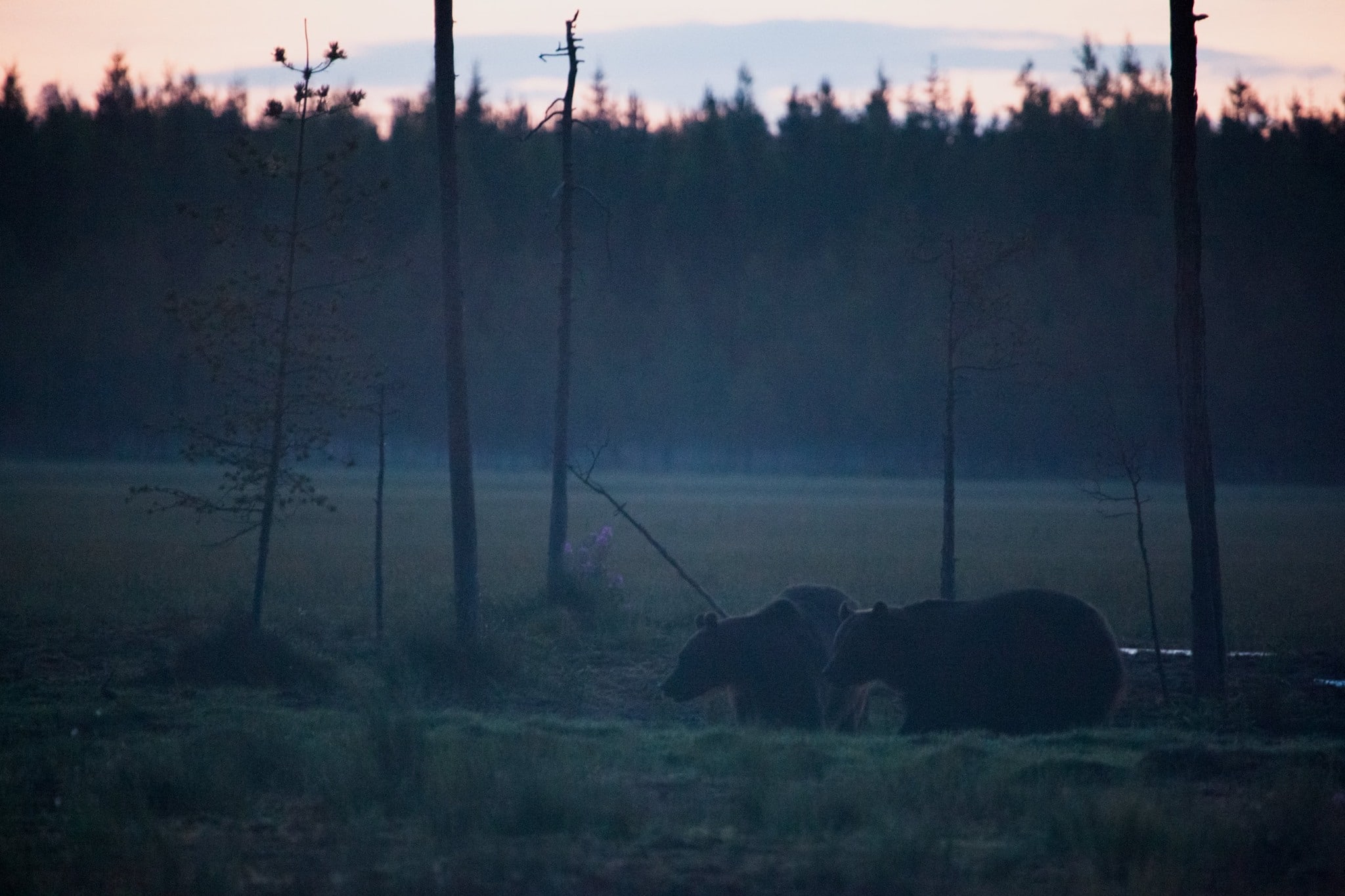 ours kuhmo finlande