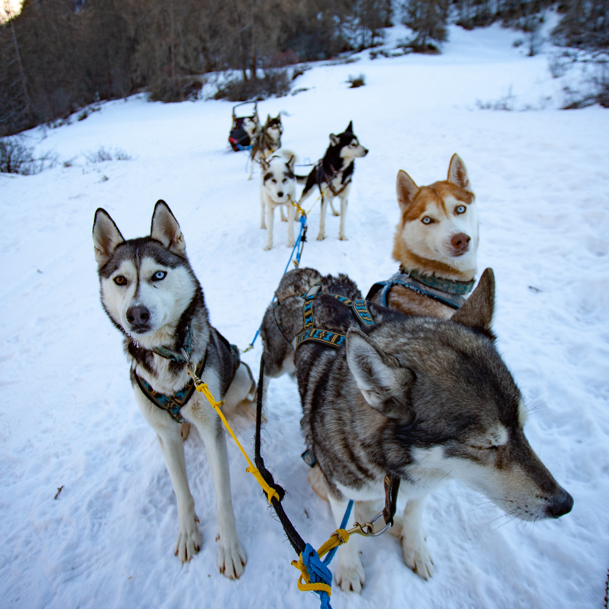 faire du chien de traineau