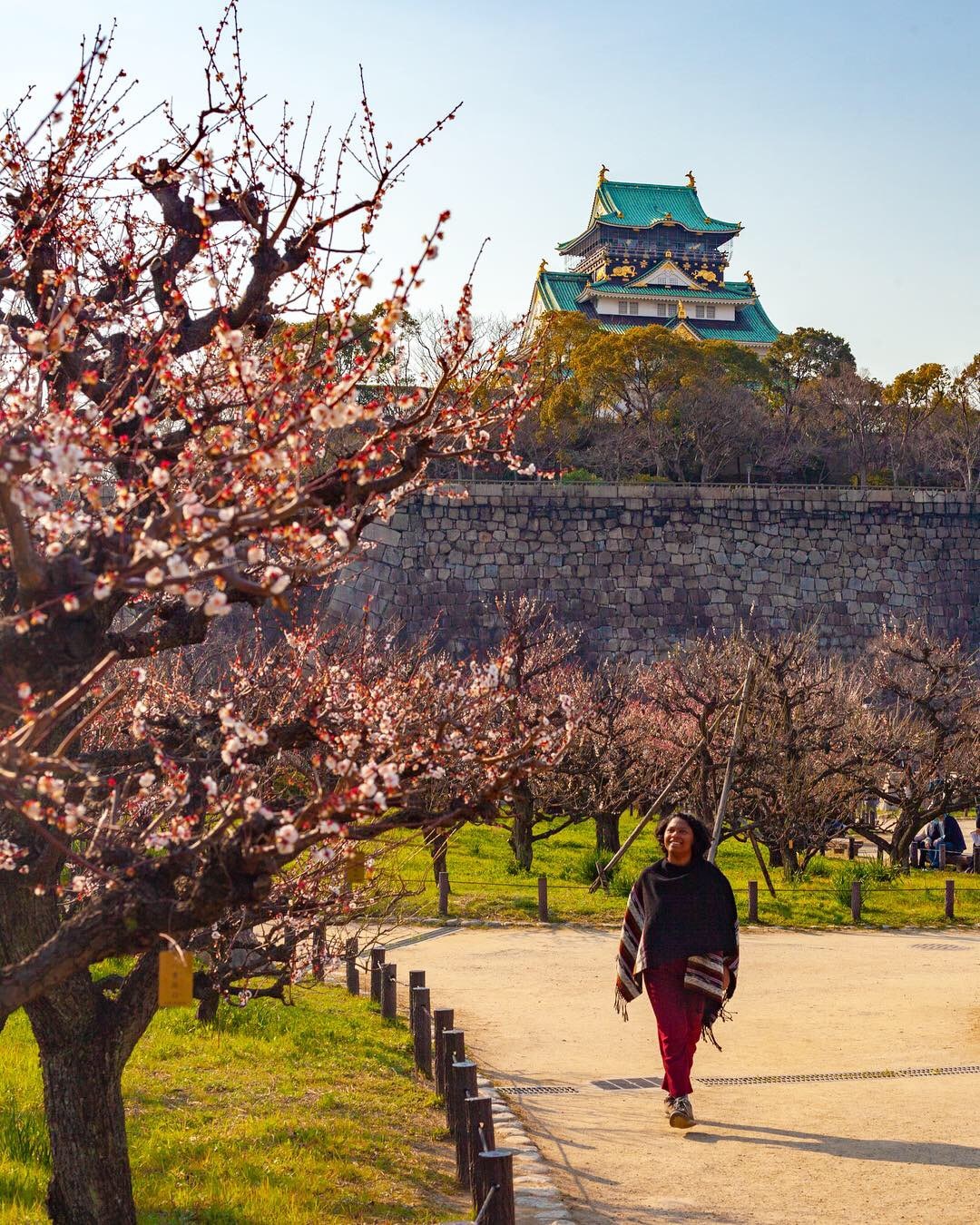 osaka cerisiers