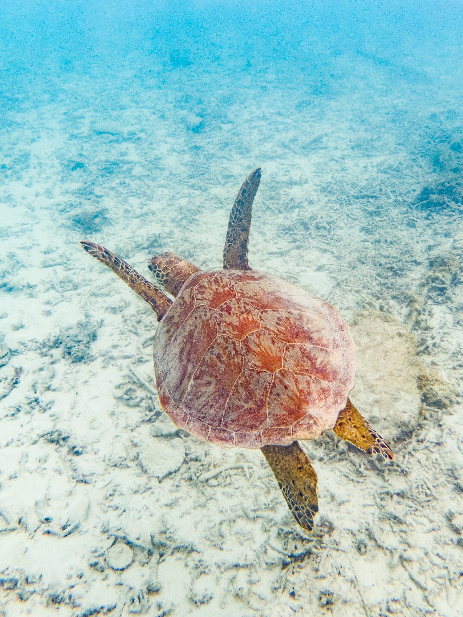 Okinawa snorkeling tortues