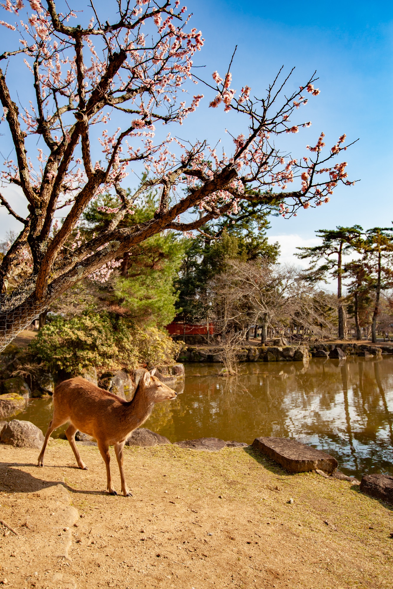 visiter Nara Japon