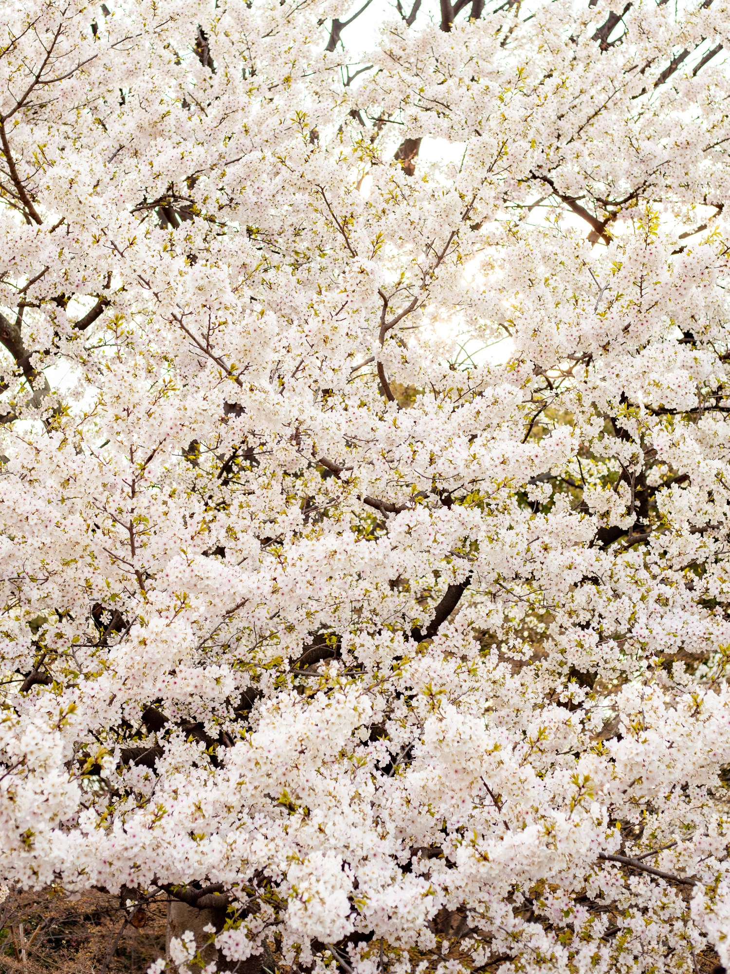 cerisier sakura Tokyo