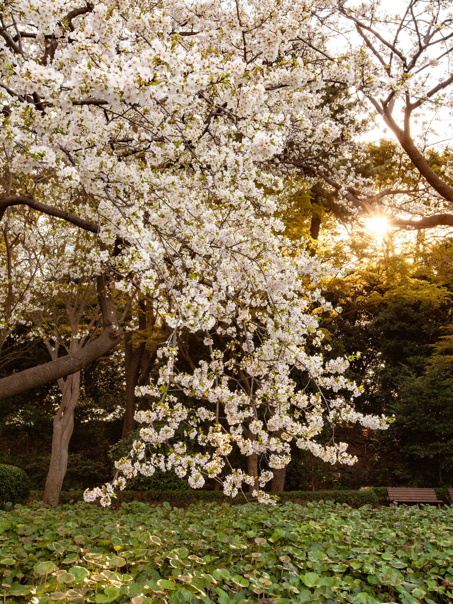 cerisier sakura Tokyo