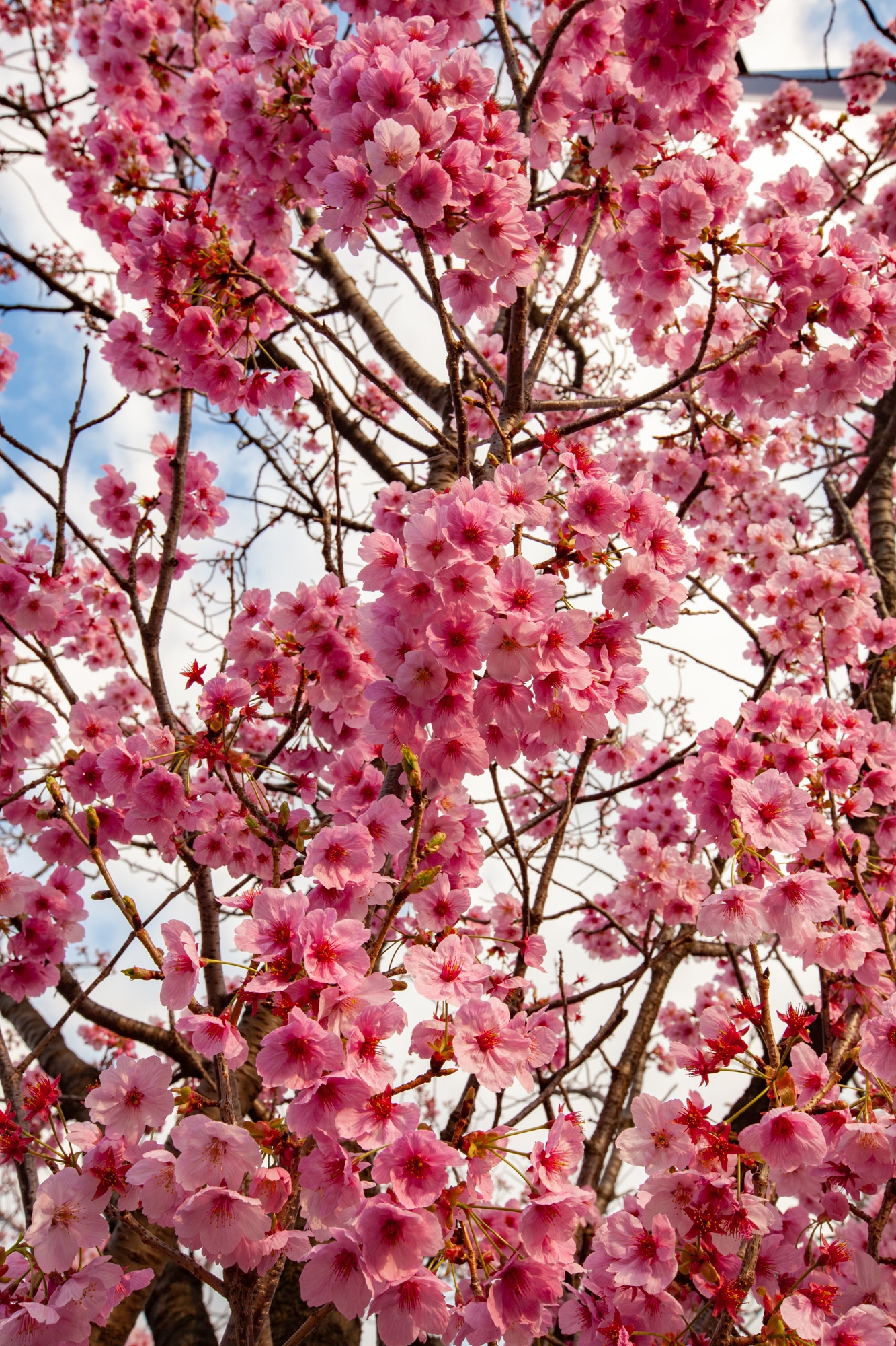 cerisier sakura Tokyo