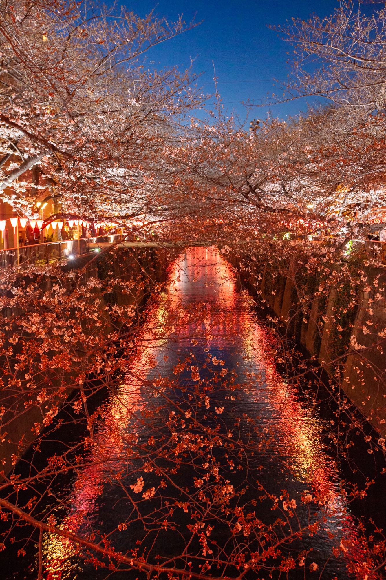 cerisier sakura Tokyo