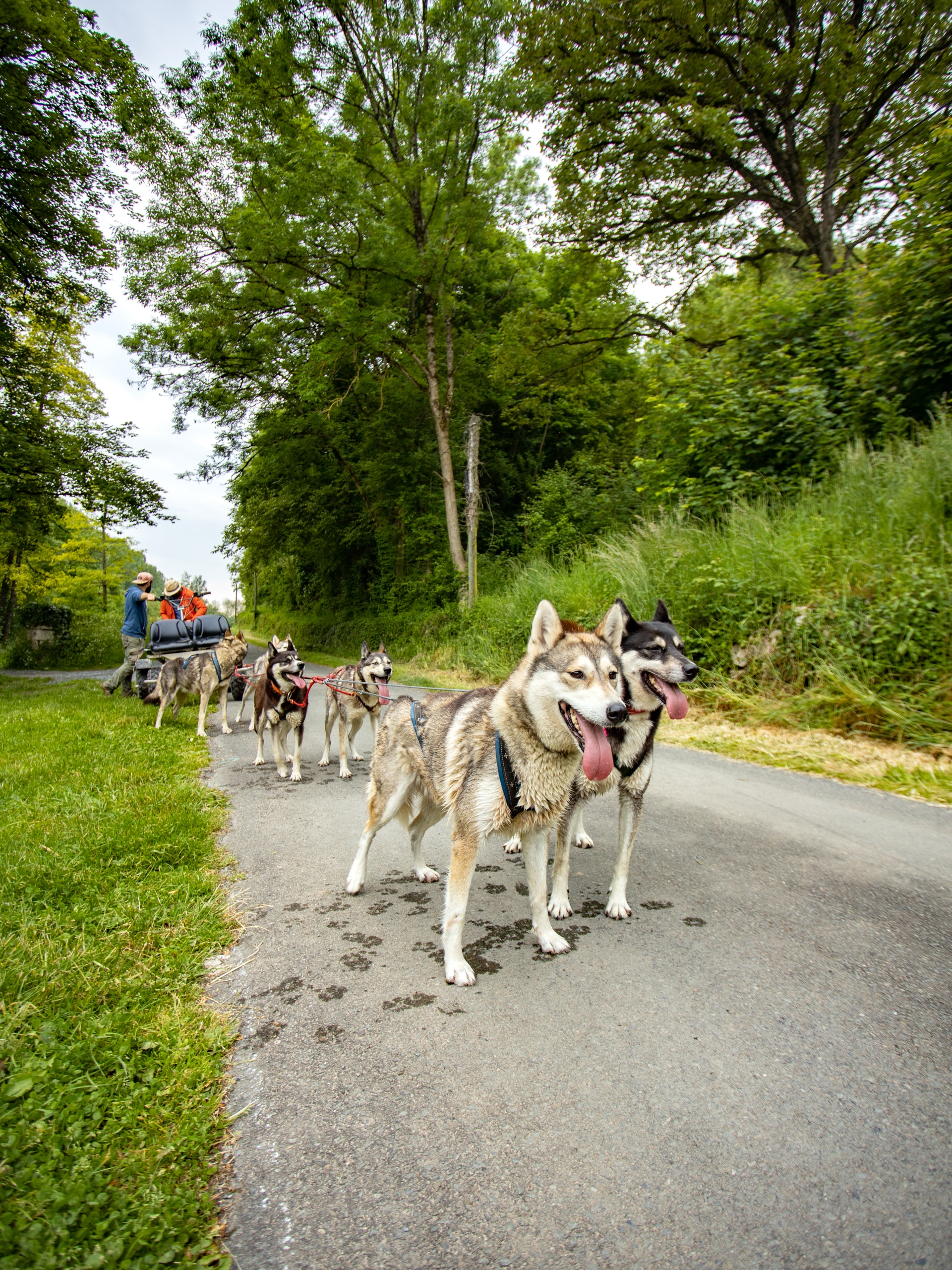 chien de traineau été