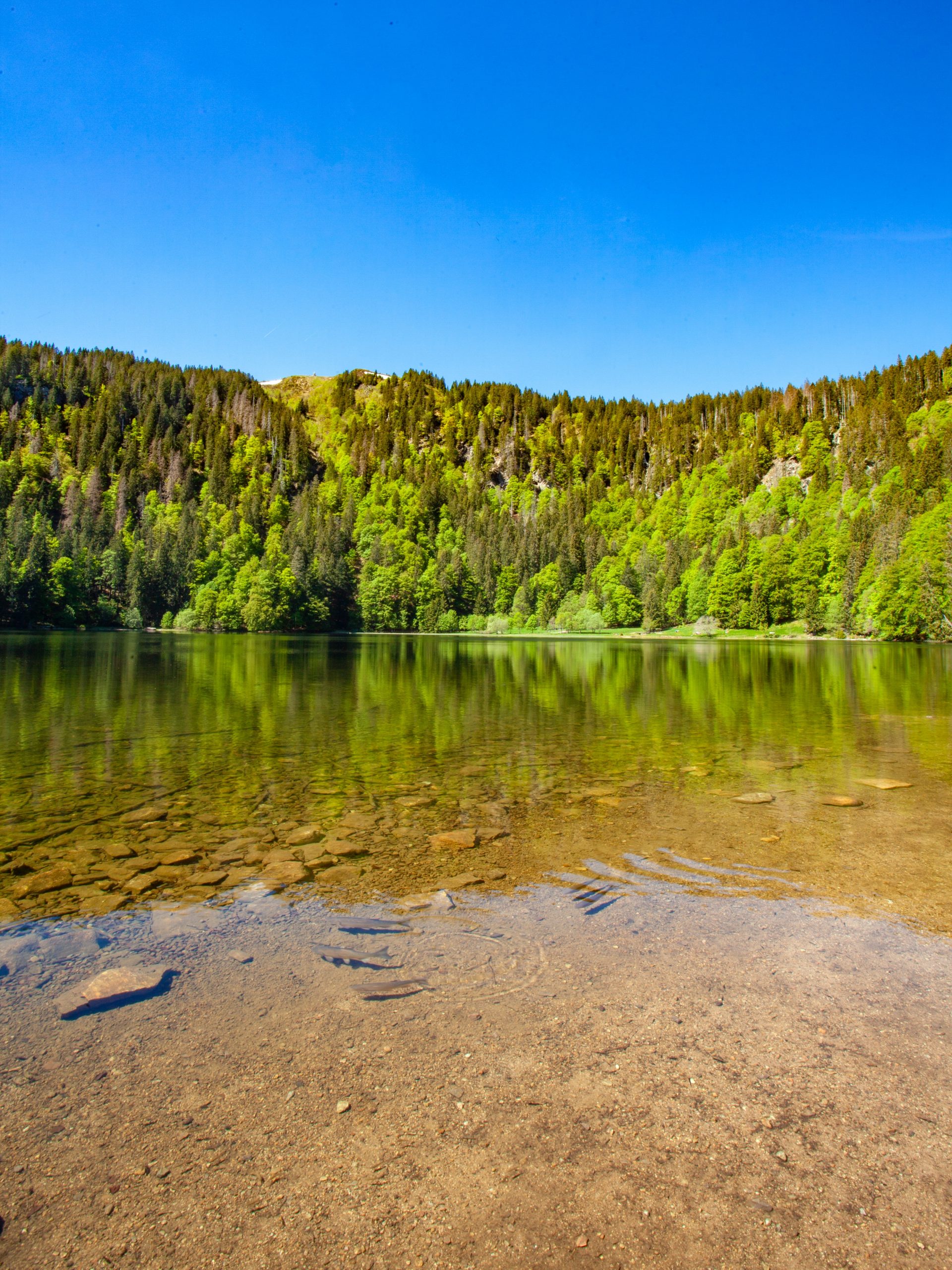 visiter foret noire