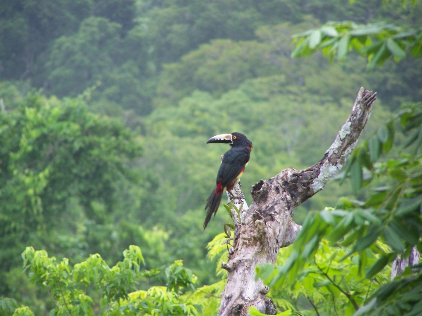 tikal guatemala