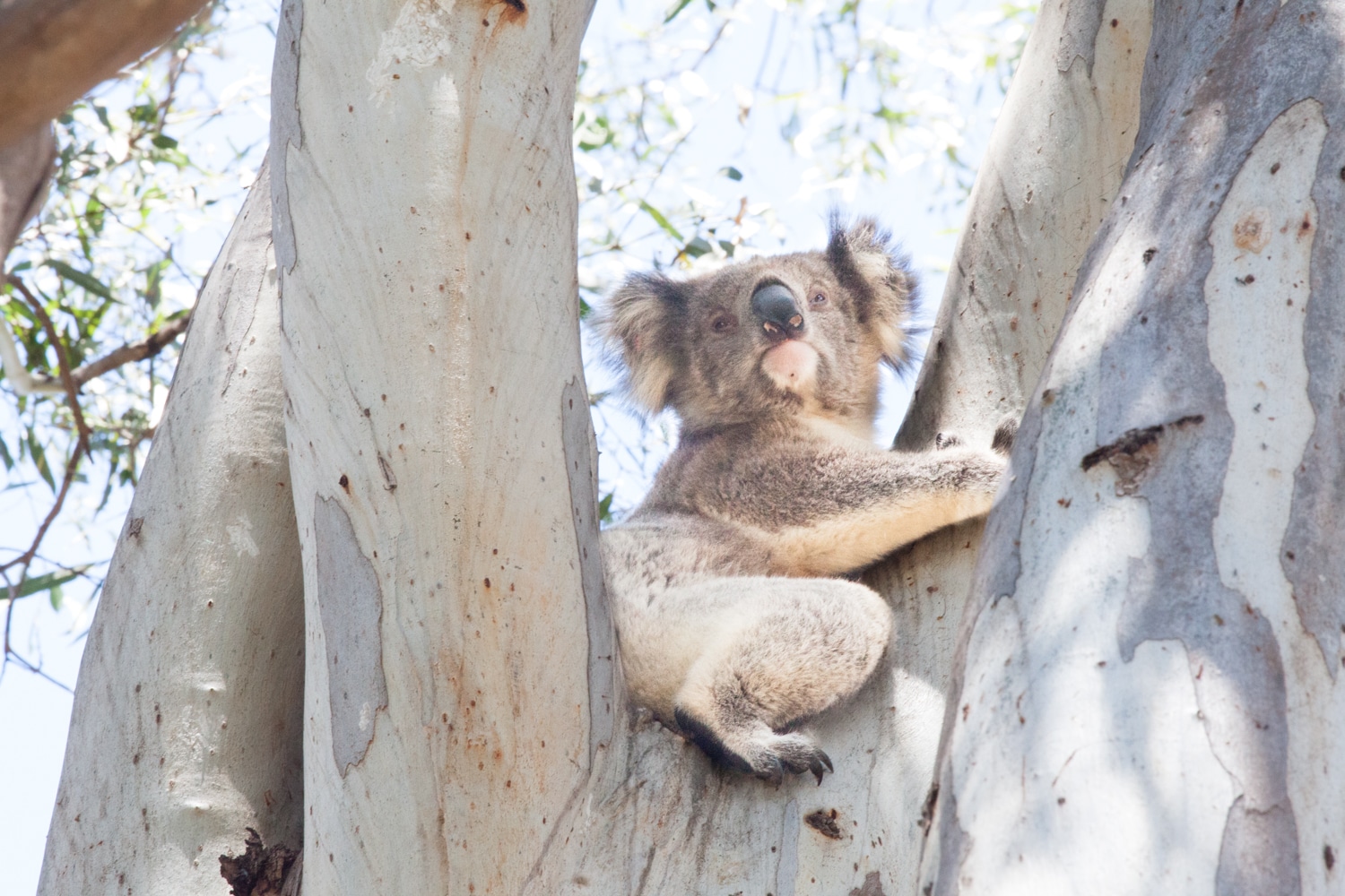 koala australie