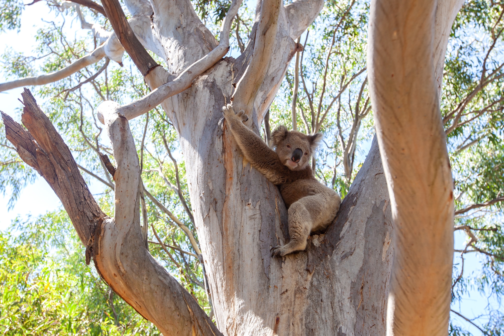 koala australie