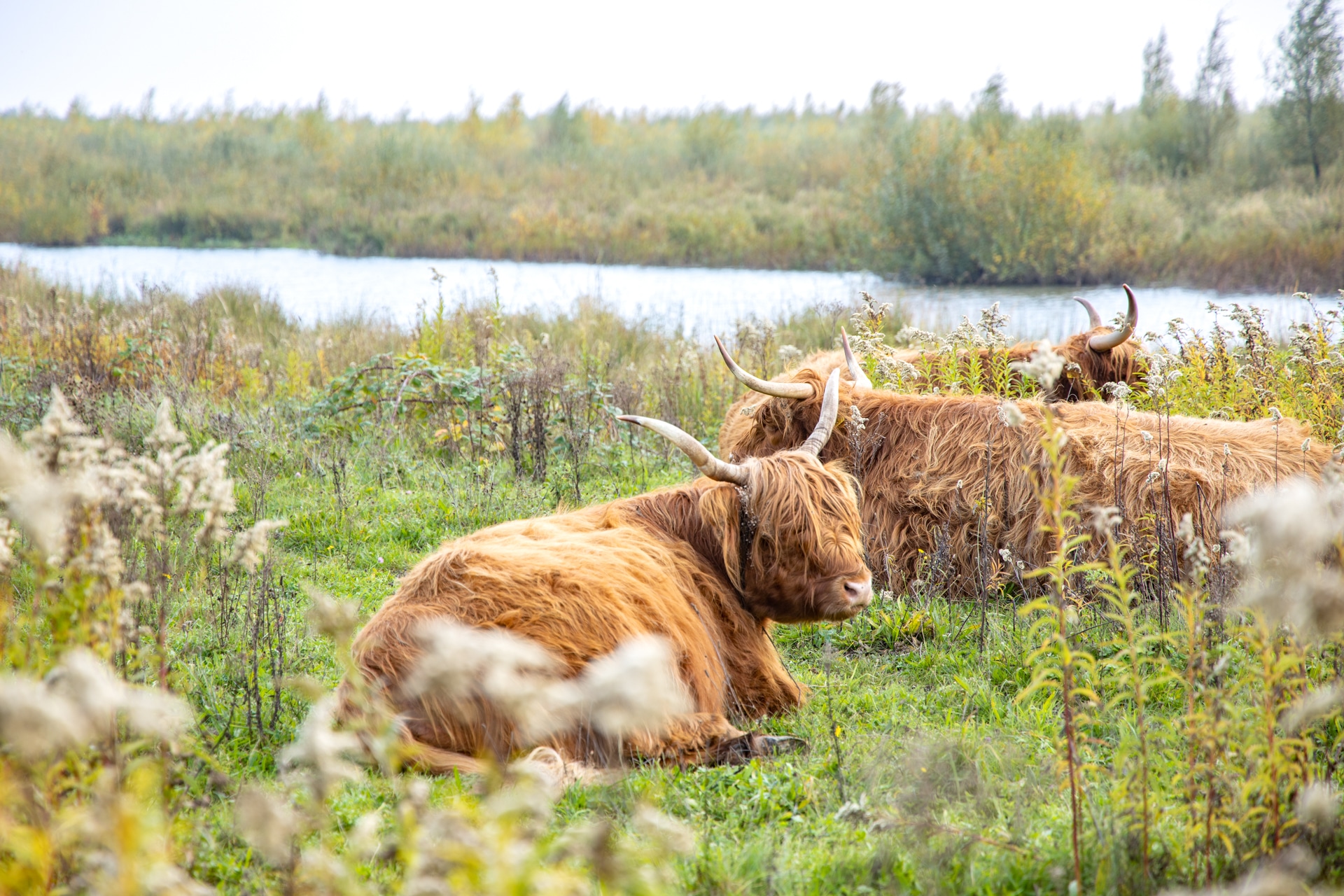 vache highland