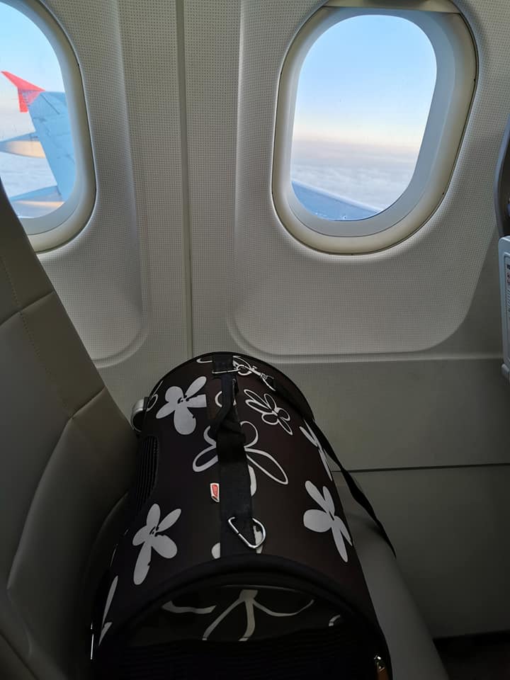 chat voyage en avion cabine