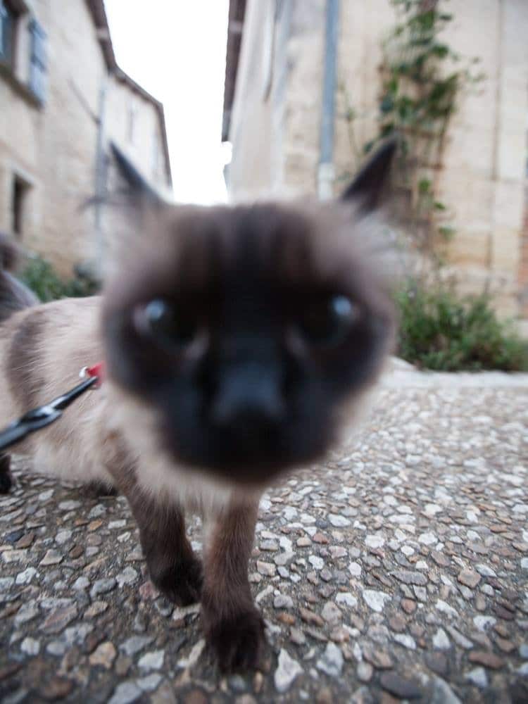 chat en gros plan