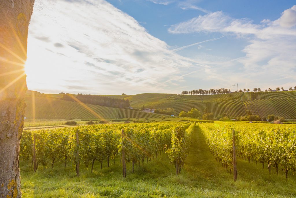 remich vin