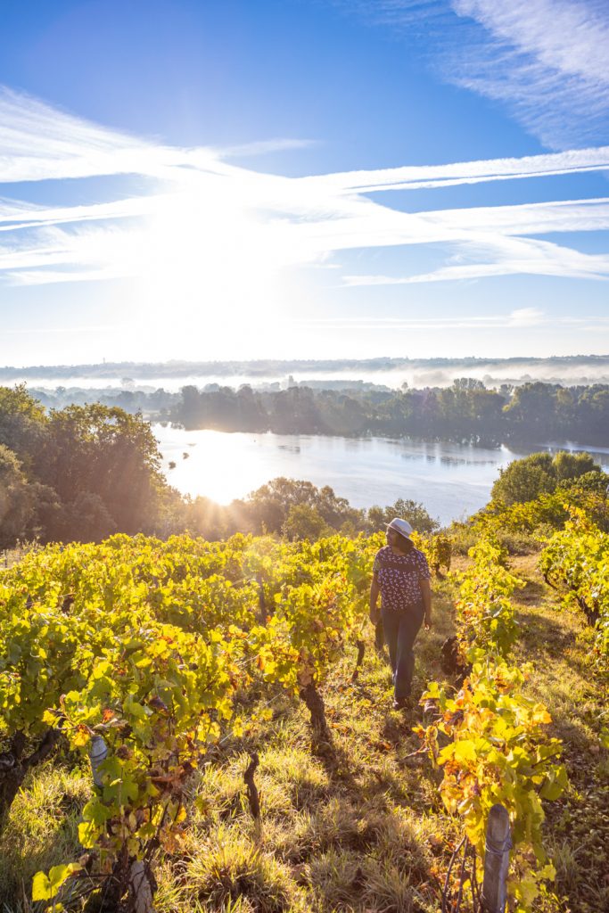 muscadet
