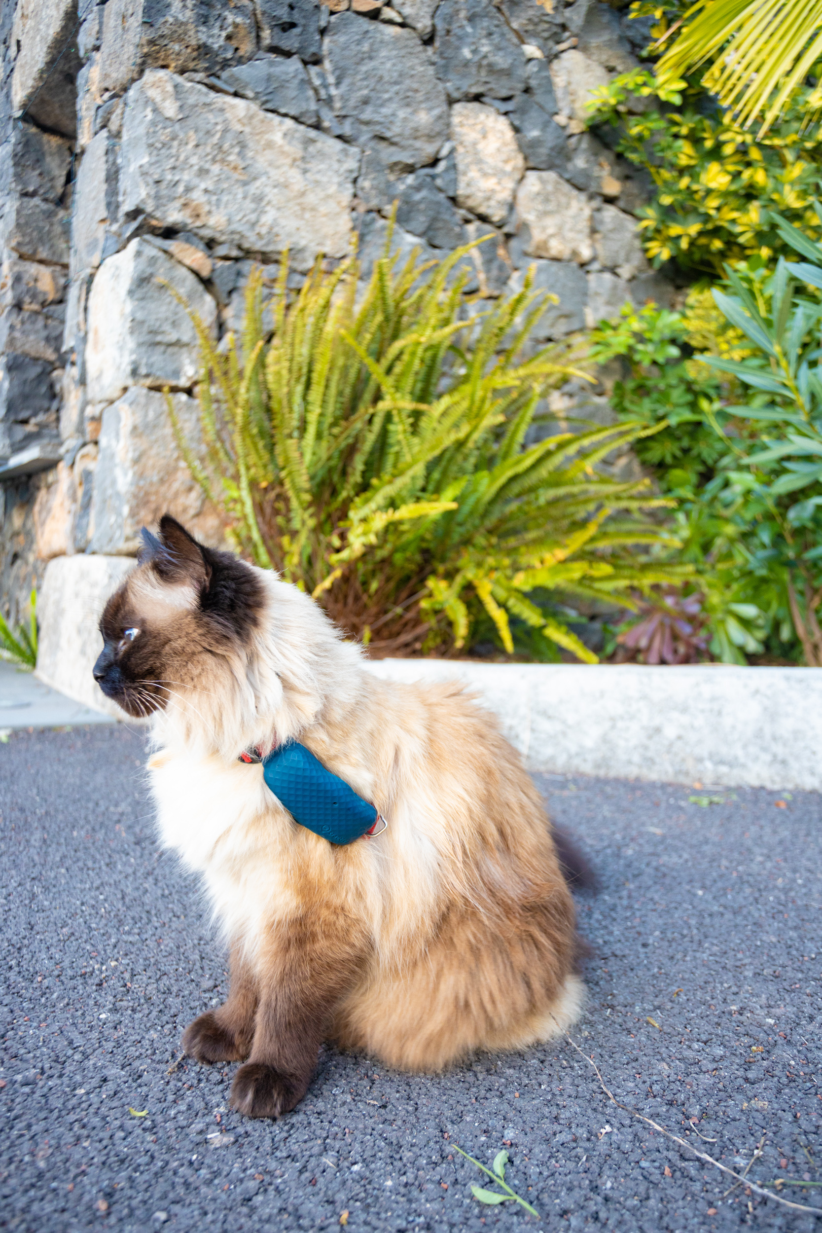 collier GPS chat