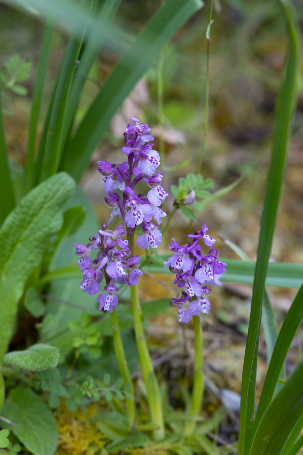 orchidée sauvage corse