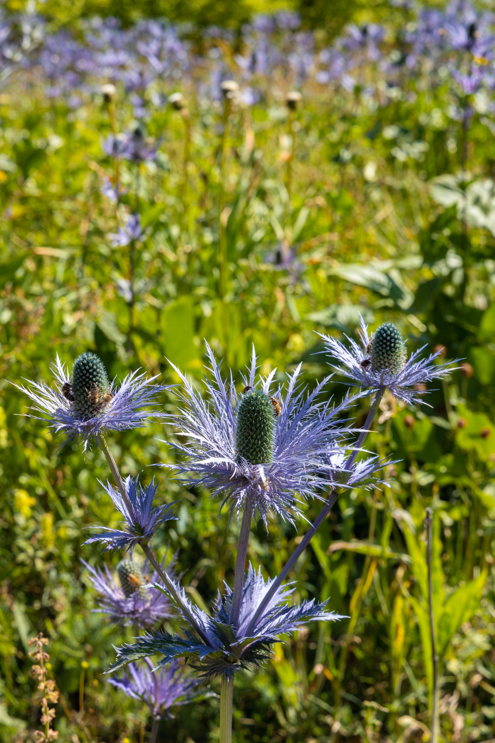 chardon bleu des alpes
