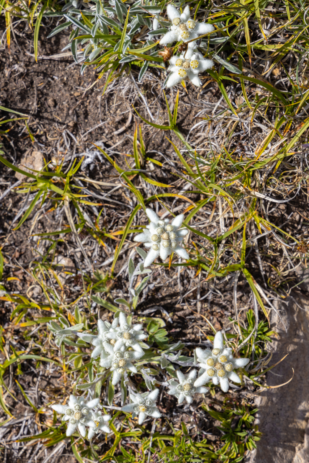 edelweiss