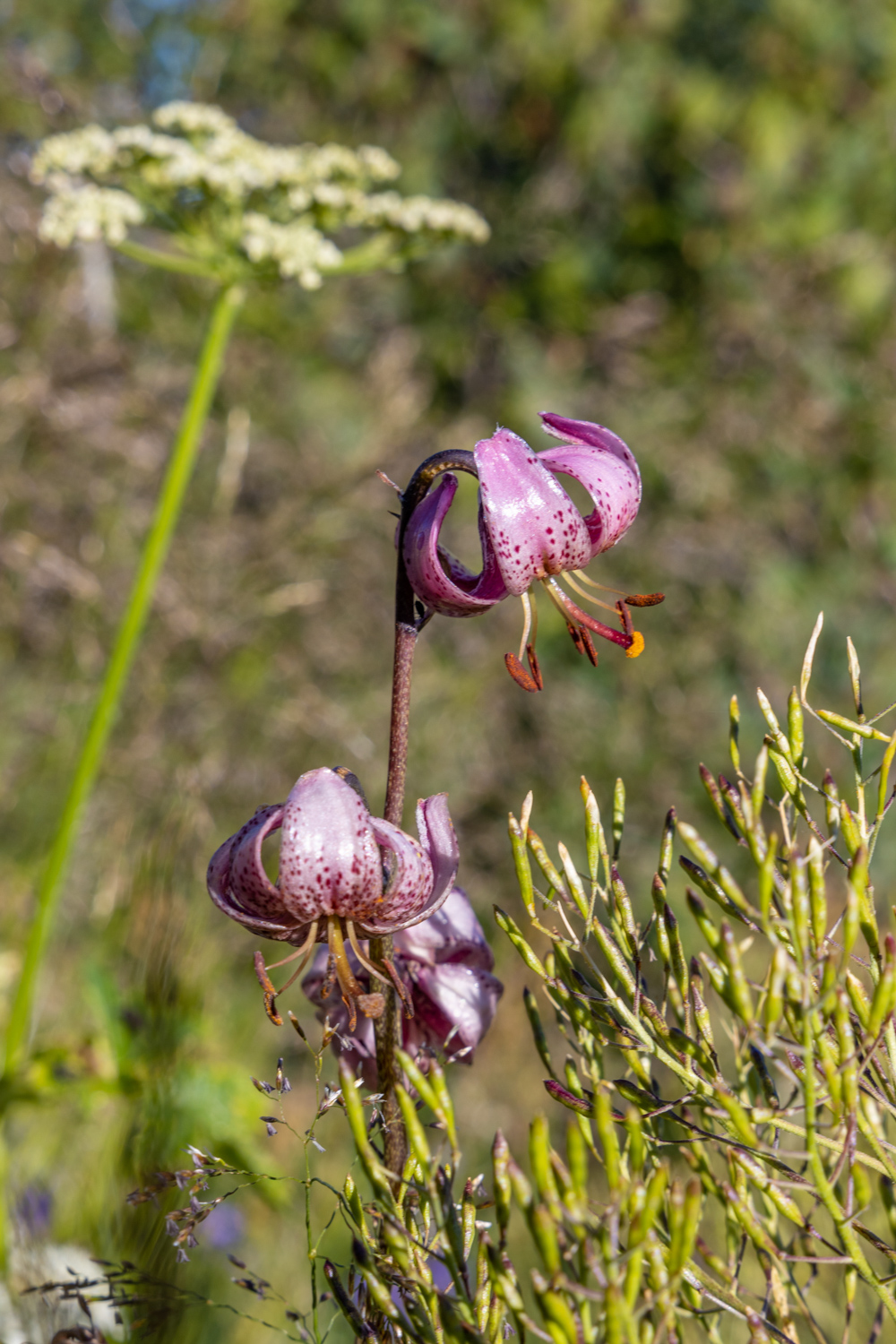 lys martagon fleur