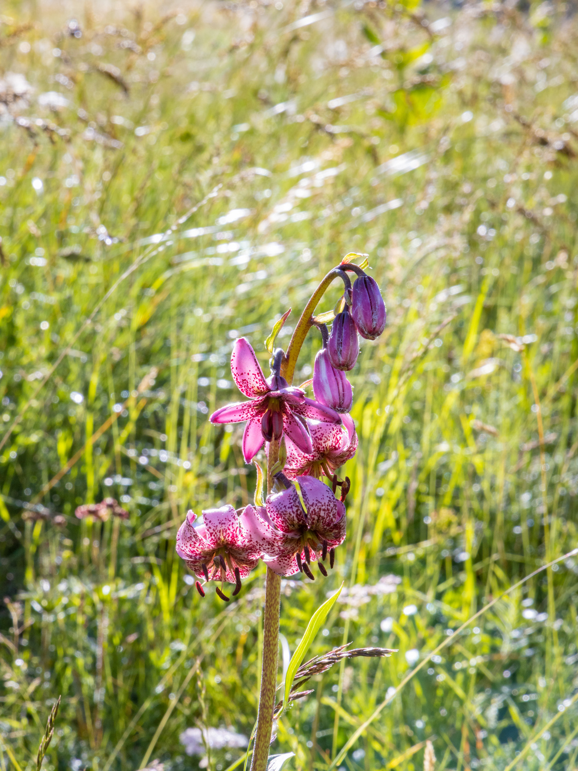 lys martagon