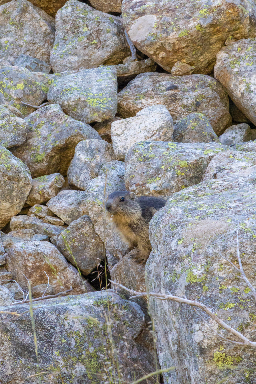 marmotte
