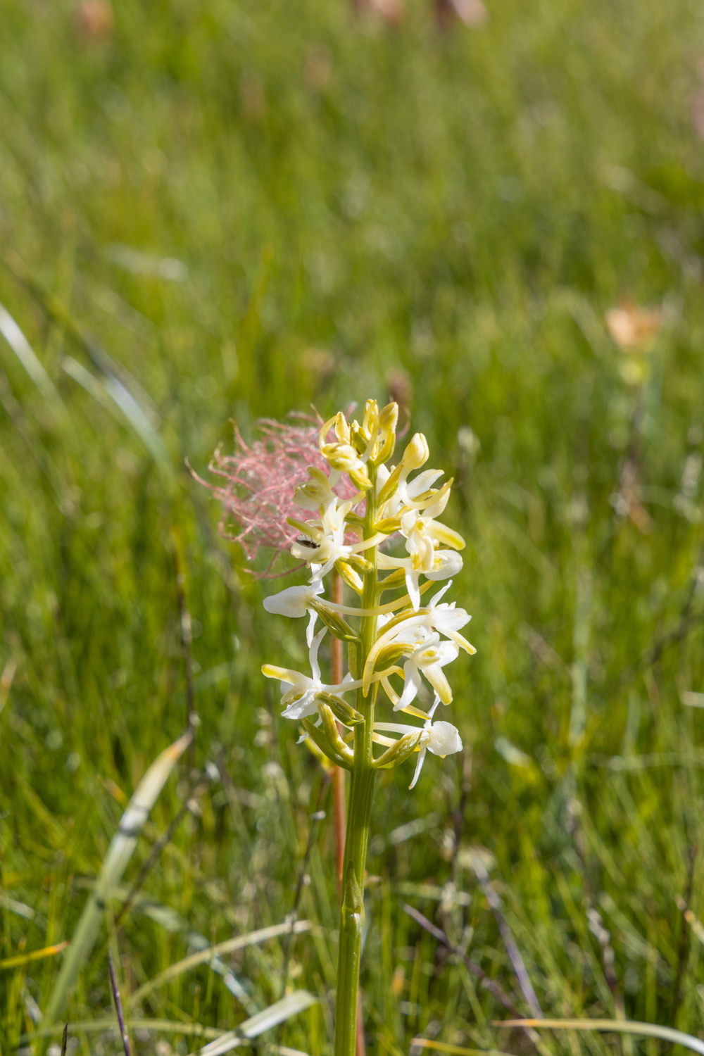 orchidée sauvage