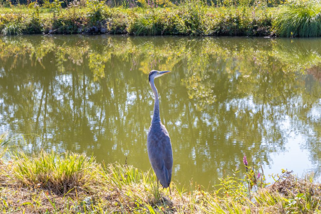 canal rhone rhin