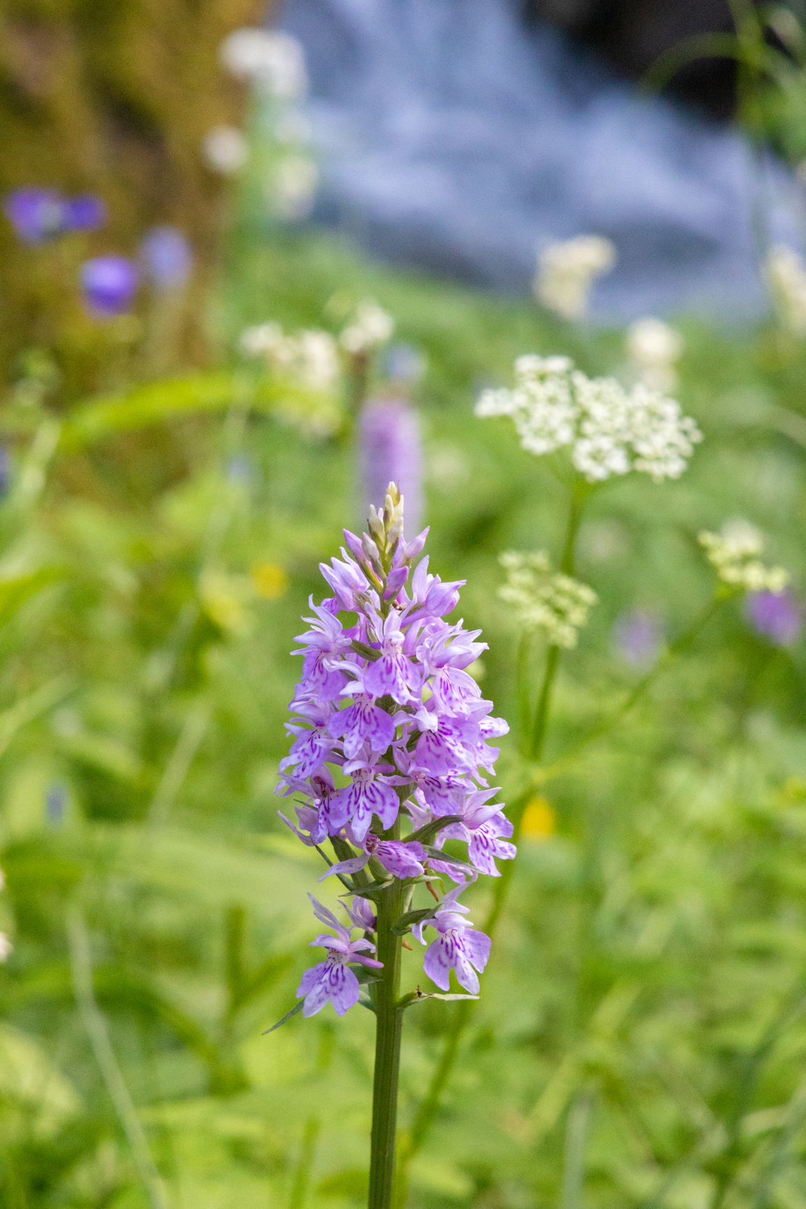 flore Isère