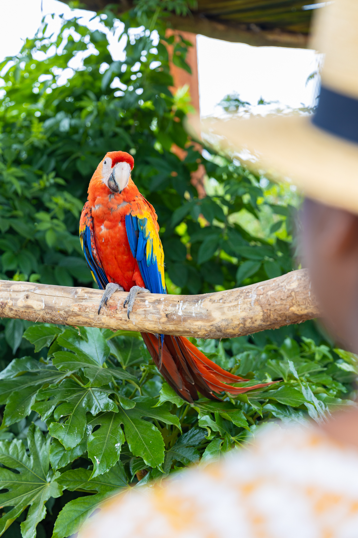 perrot world